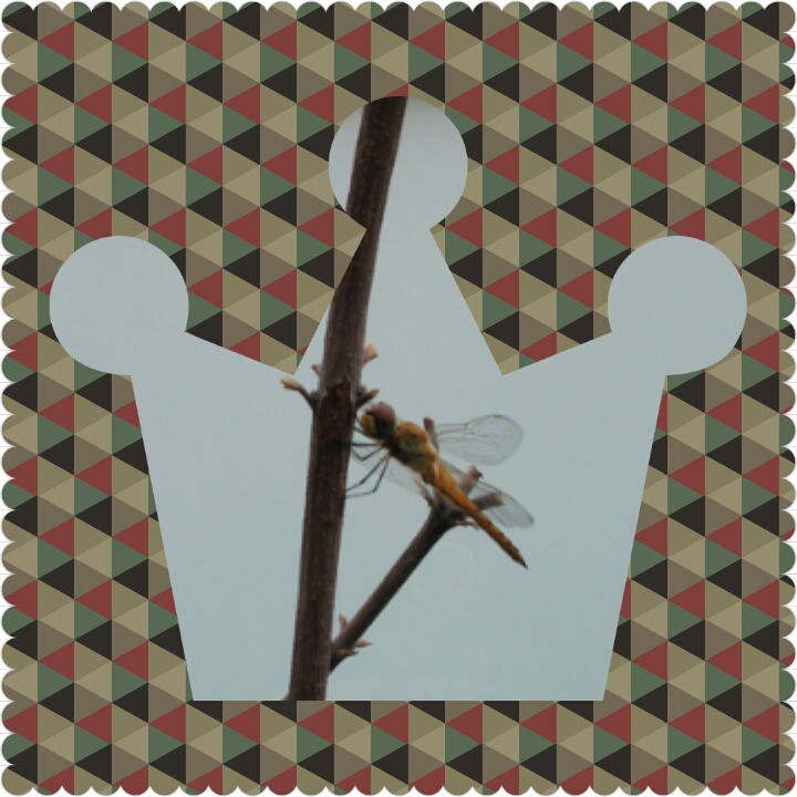 PhotoGrid_1440730935840.jpg image